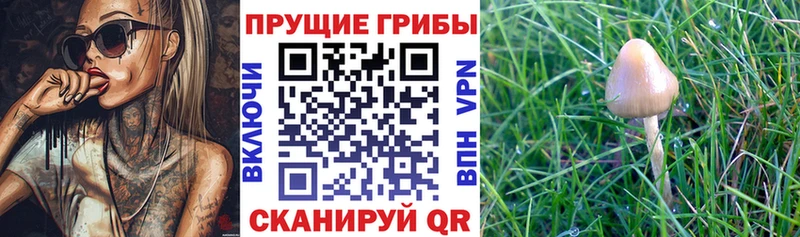 Галлюциногенные грибы Magic Shrooms Лосино-Петровский